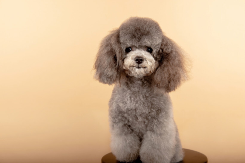 dog haircuts - Standard Poodle stands on a grooming table while being styled