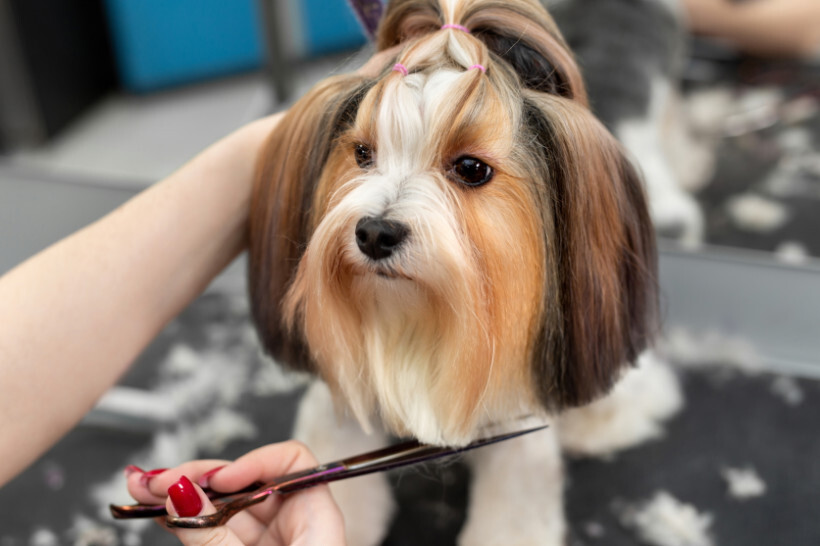 dog haircuts - Dog with a top knot hairstyle secured with a rubber band