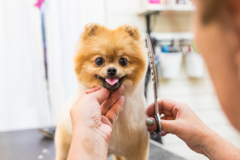 dog haircuts - small dog looking cheerful while being groomed on a dark table