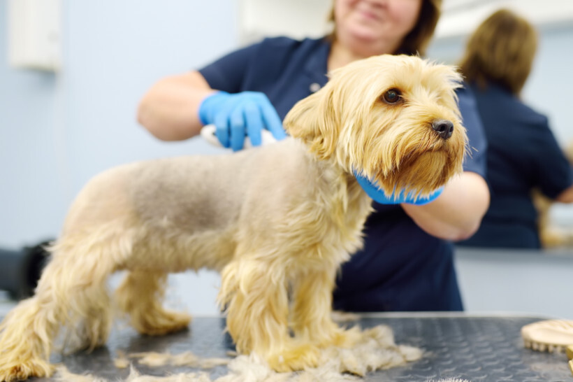 dog haircuts - Groomer shaving a dog's fur down to a very short length