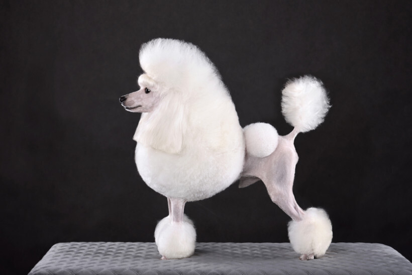 dog haircuts - Poodle with a continental clip, standing regally on a grooming table