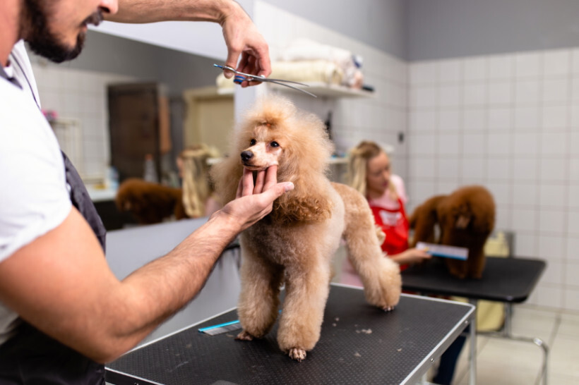 dog haircuts - Poodle undergoing a haircut by a male groomer in a salon