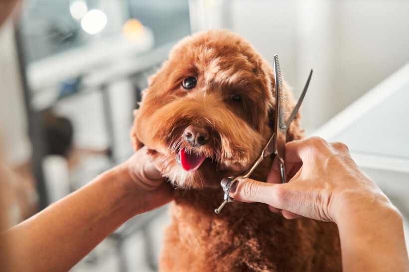 dog haircuts - Labradoodle or Goldendoodle receiving a haircut