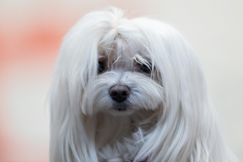 dog haircuts - Maltese with a neat, short haircut