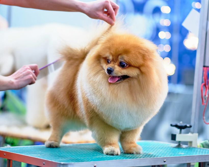 dog haircuts - Pomeranian with a fluffy, round haircut being groomed on a grooming table