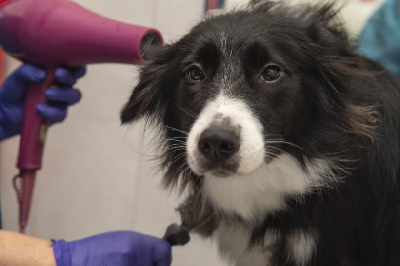 dog haircuts - Close-up of a Border Collie being dried with a hairdryer at a grooming salon