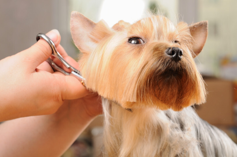 dog haircuts - Yorkshire Terrier with a well-maintained haircut and styled fur