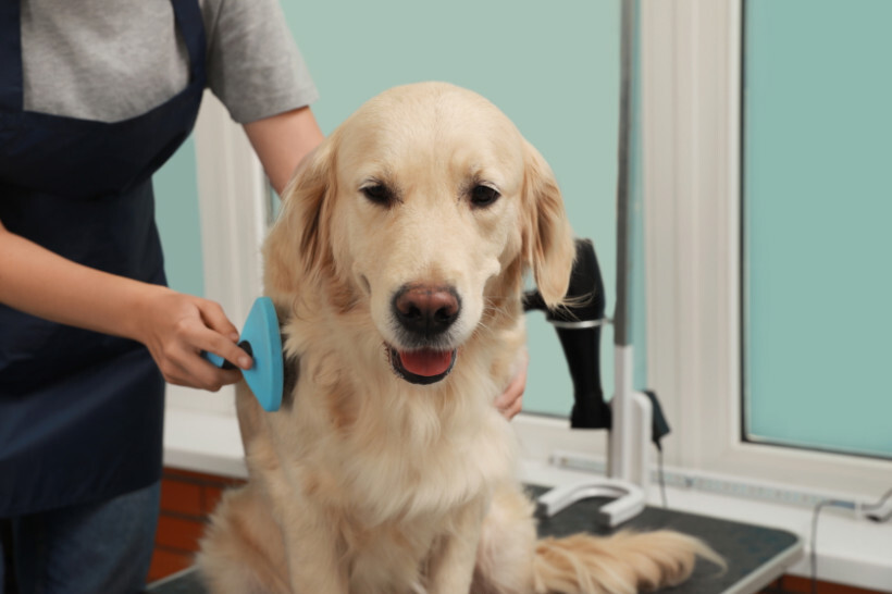 dog haircuts - Golden Retriever getting groomed with a brush