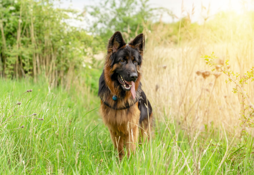 dog haircuts - German Shepherd standing in a lush green field