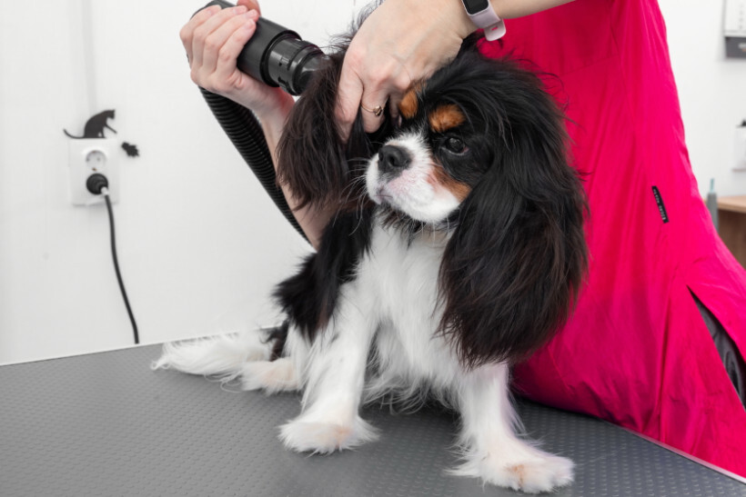 dog haircuts - Cavalier King Charles Spaniel being groomed with a brush and blow dryer in a salon