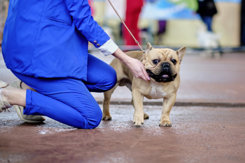 dog haircuts - French Bulldog getting its ears checked by a groomer in a bright salon