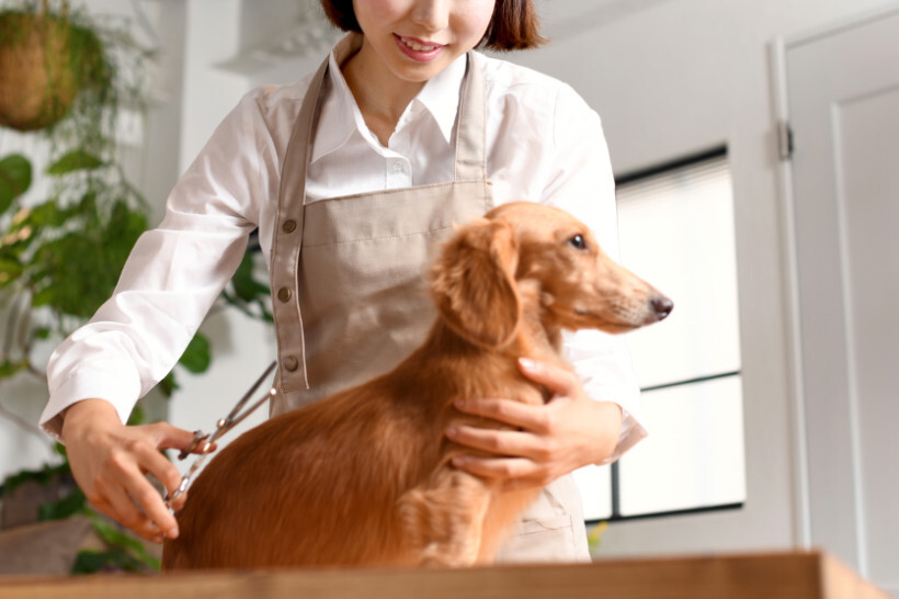 dog haircuts - Dachshund being groomed on a table by a professional with scissors