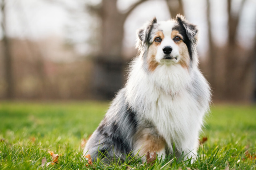 dog haircuts - Australian Shepherd sitting gracefully on grass, showcasing its beautiful multicolored coat