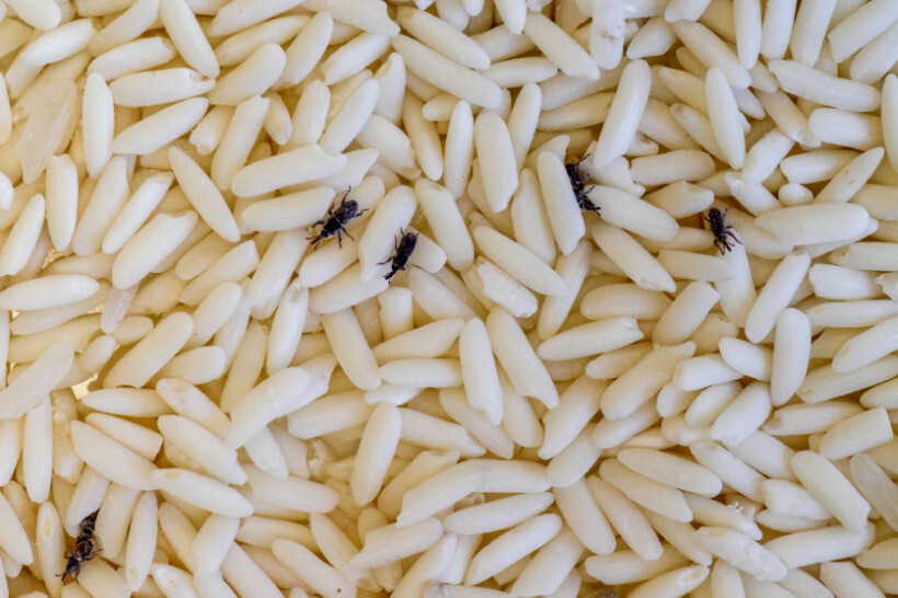how to eradicate pantry weevils - close-up of weevils crawling over uncooked white rice grains