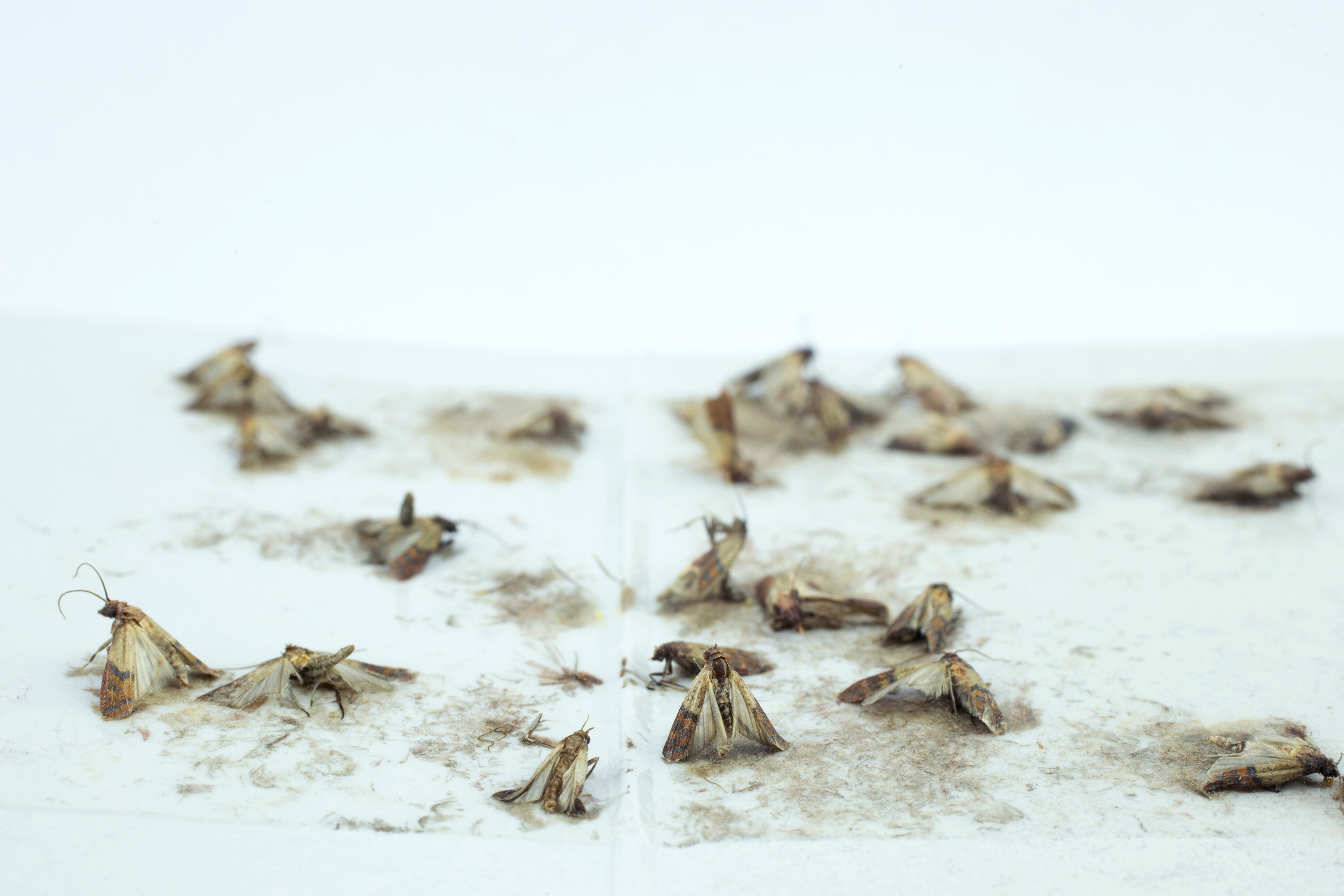 how to get rid of pantry moths - severe infestation shown by dozens of trapped moths on sticky surface