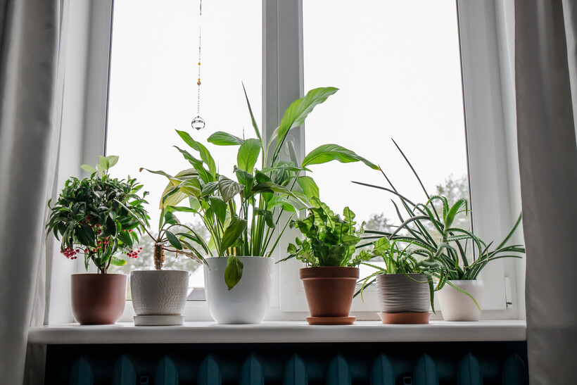 Variety of potted houseplants on a windowsill in natural light. - how to move with plants