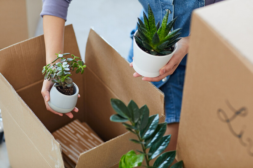 Close-up of houseplants being packed into a box during a move. - how to move with plants