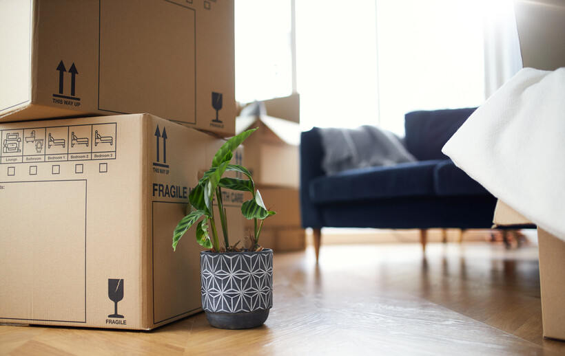 Houseplant on the floor near stacked moving boxes. - how to move with plants