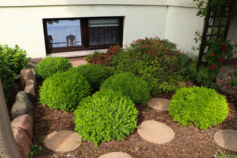 Neatly trimmed green bushes and flowers outside a house window. - how to move with plants