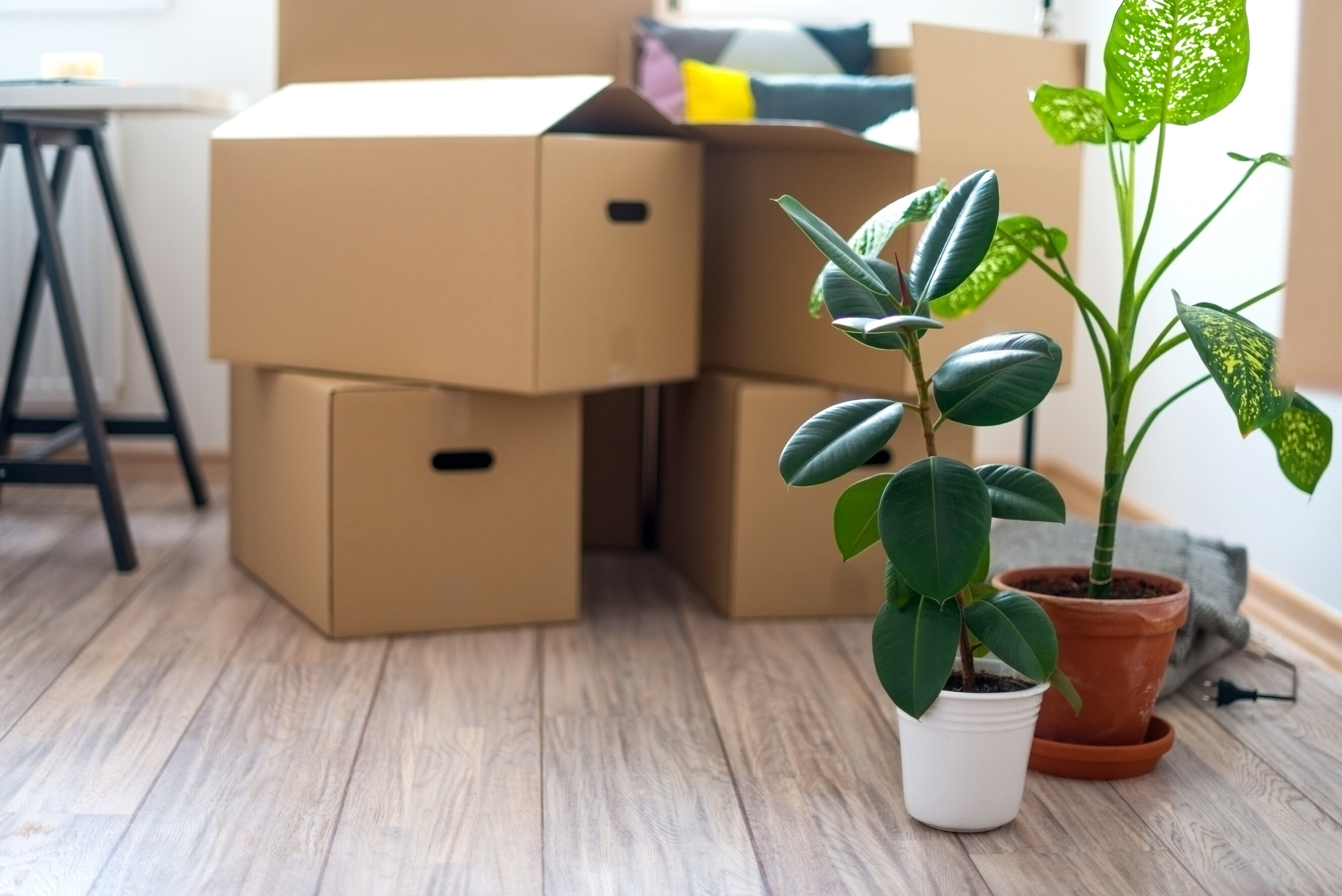 Indoor plants next to stacked boxes during a home move.