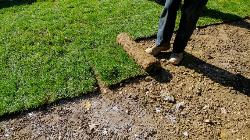 Fresh sod being rolled out to create a new natural grass lawn.