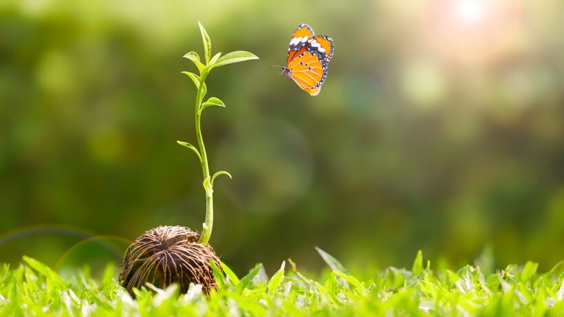 turf vs grass - Butterfly hovering near a seedling growing among fresh green grass.