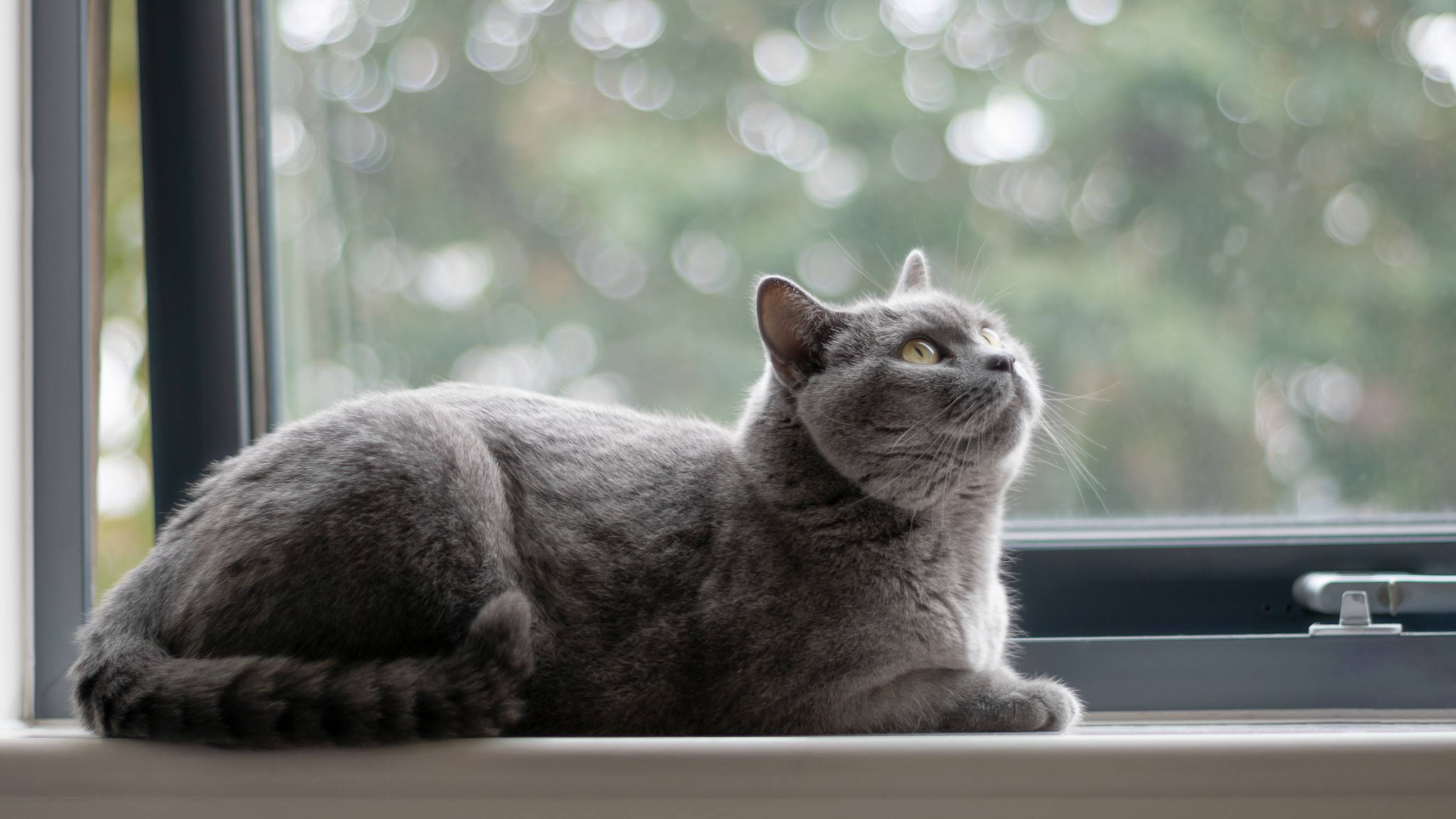 British Shorthair cat with blue-grey fur, resting at home