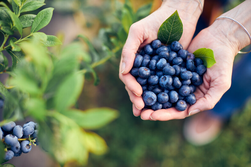 A person harvesting ripe blueberries from bushes on a large organic farm. - blueberries vs raspberries