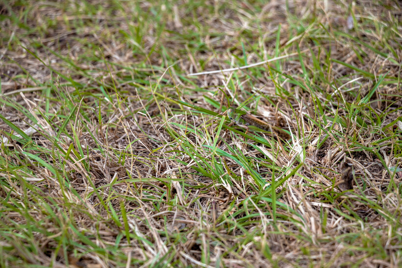 Close-up of dead organic debris forming a layer of thatch on the surface of a lawn. - bagging grass vs mulching