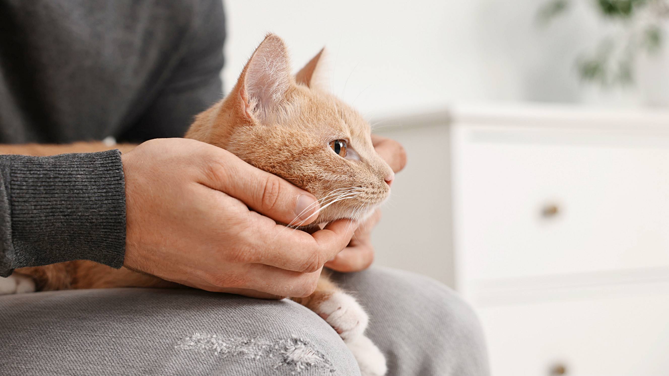 Man with a cat resting on his lap