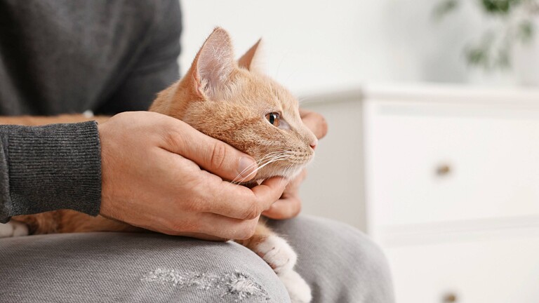 Image showcasing How Much Does Cat Grooming Cost in 2025 | Airtasker AU