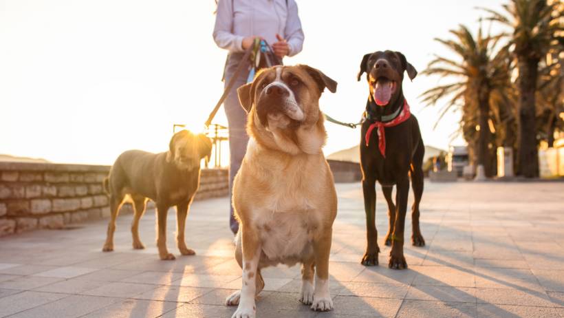 A professional dog walker standing behind three large dogs, including a Doberman and a tan-and-white mixed breed, on a stone-paved waterfront during sunset. - dog walking cost
