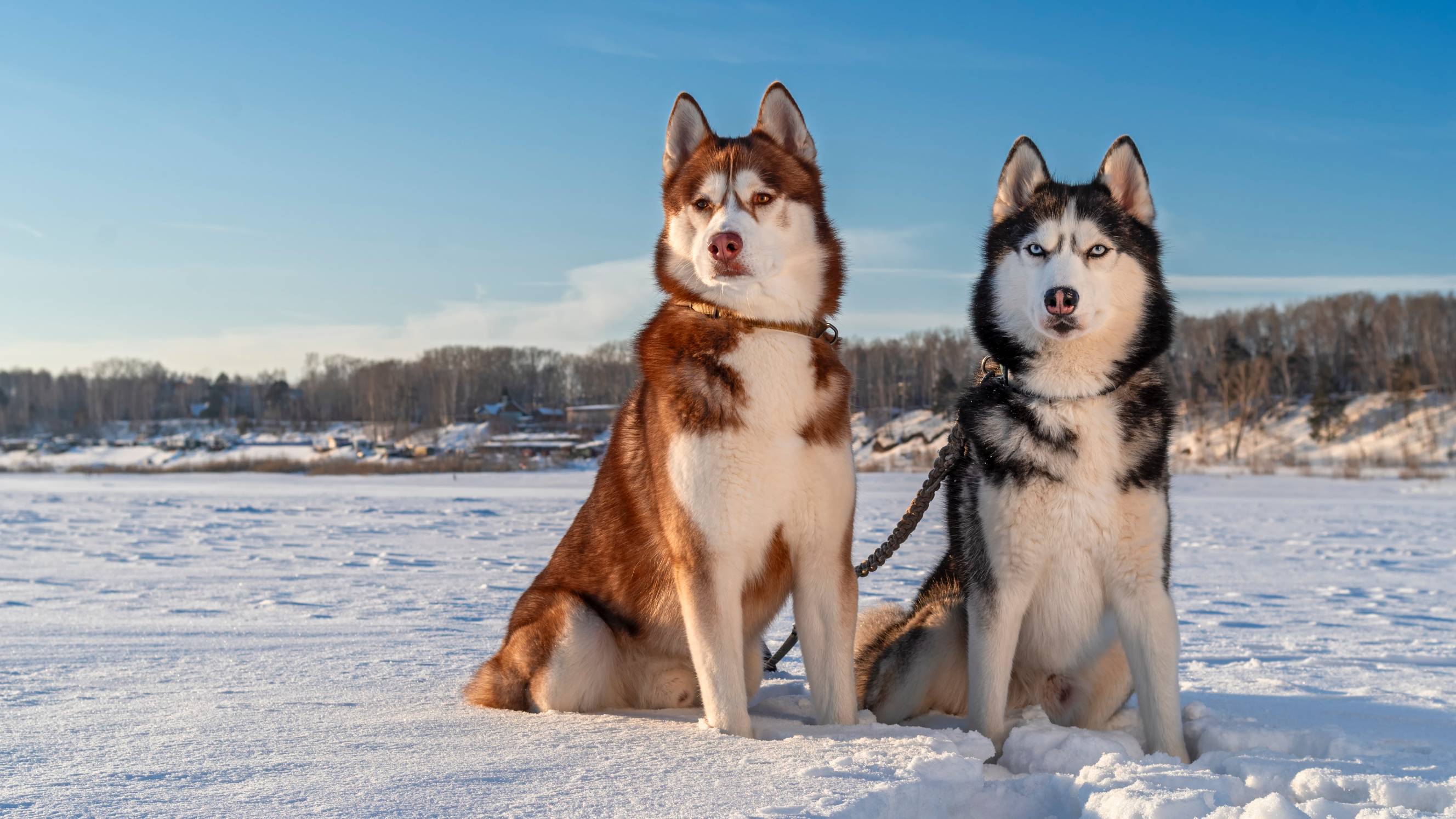 Two Siberian Huskies sitting on a snow-covered field