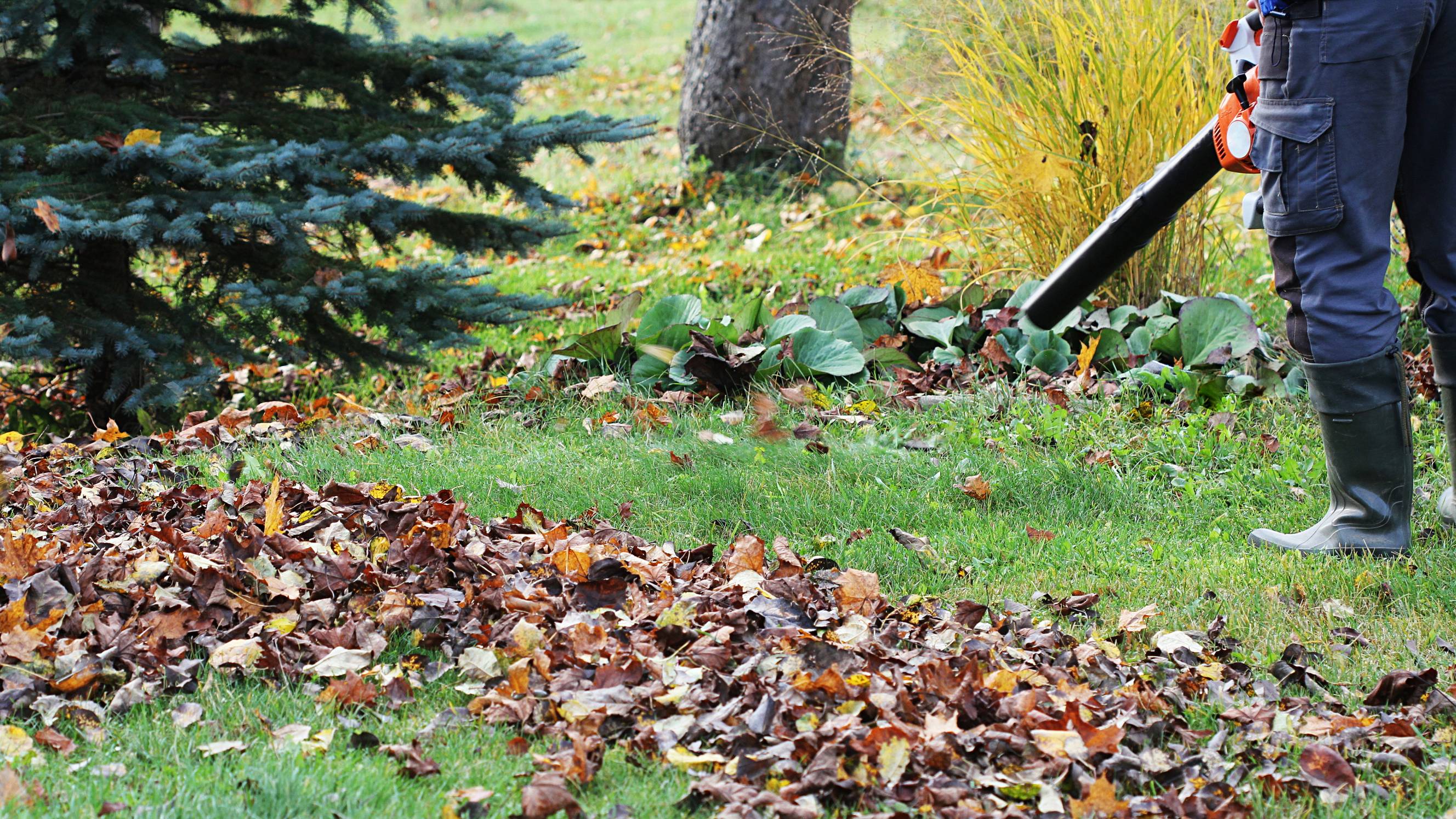 a garden maintenance expert cleaning up fallen leaves