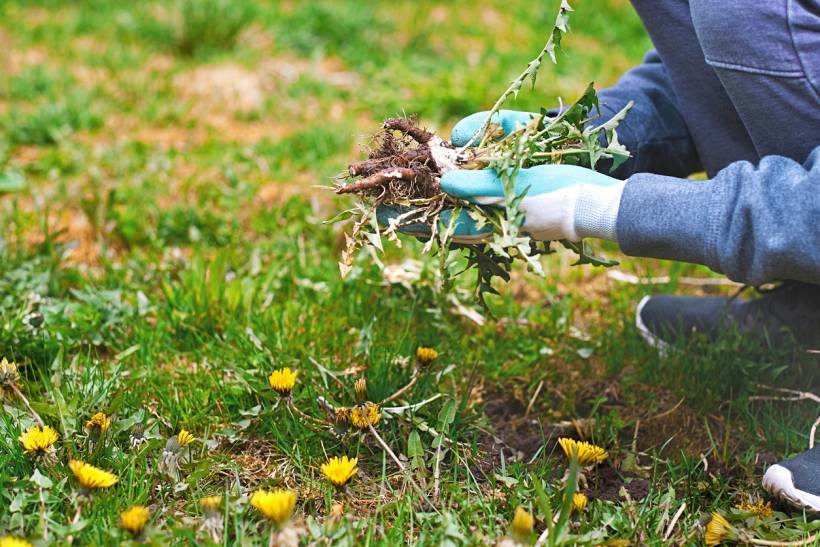 how much does garden maintenance cost - Person pulling weeds from a lawn with gloved hands