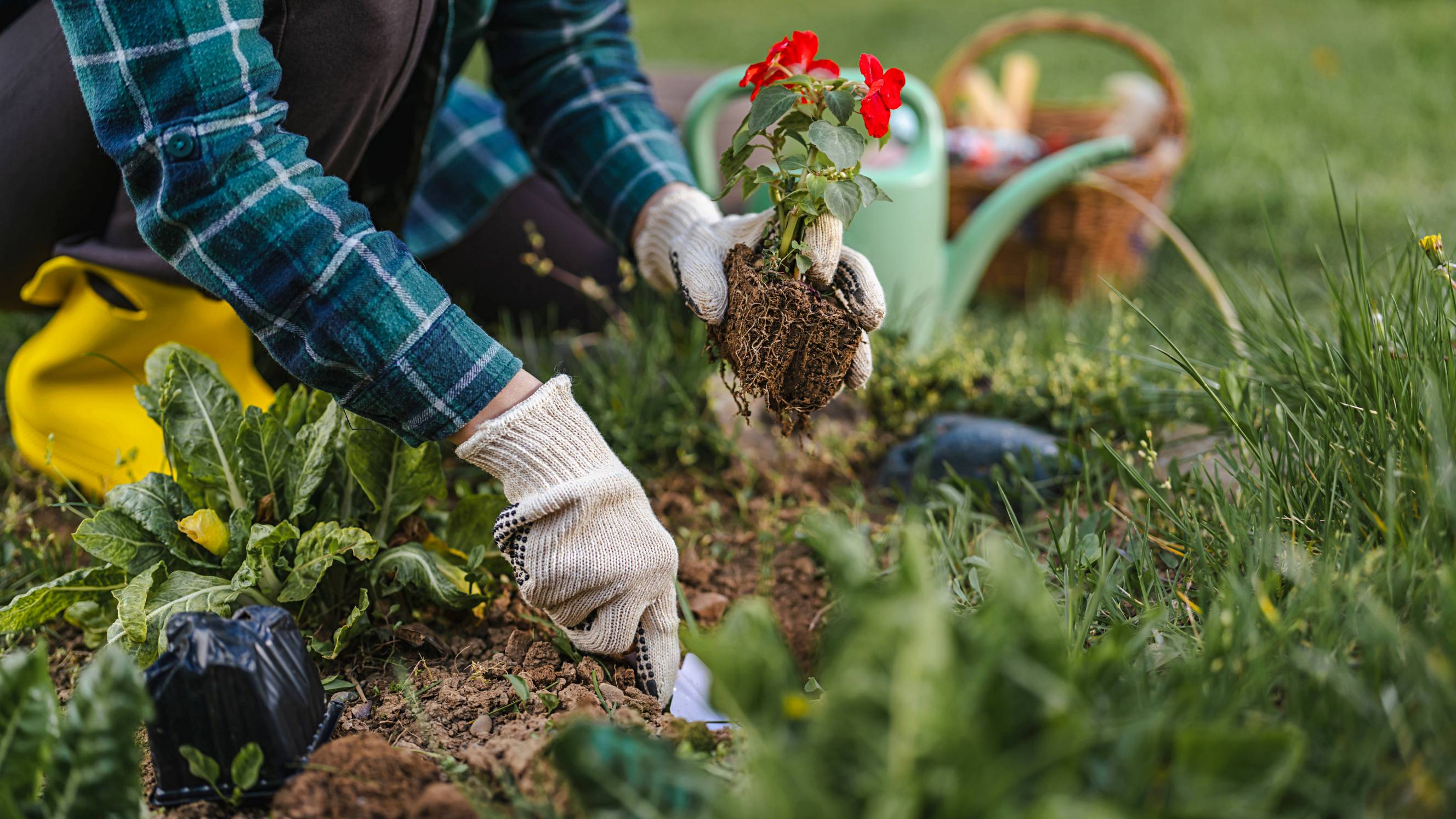a gardener carefully planting a red flower seedling