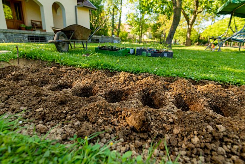 how much does a gardener cost - Freshly dug garden bed with wheelbarrow and seedlings in a sunny backyard