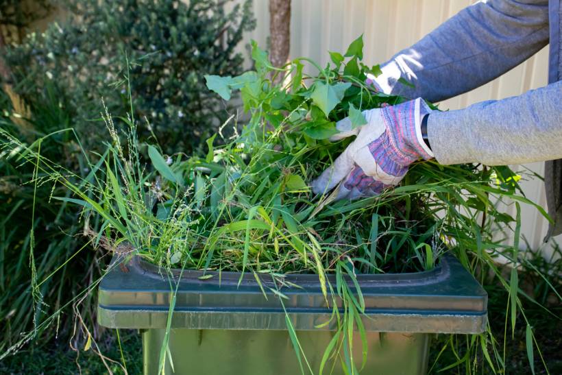 how much does a gardener cost - Gardener placing pulled weeds into a green waste bin