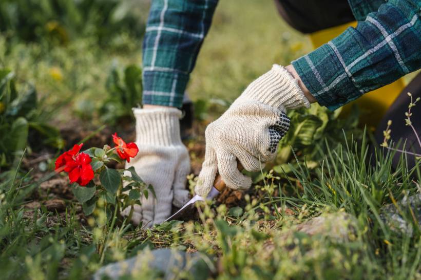 how much does a gardener cost - Gloved hands planting red flowers in a garden bed