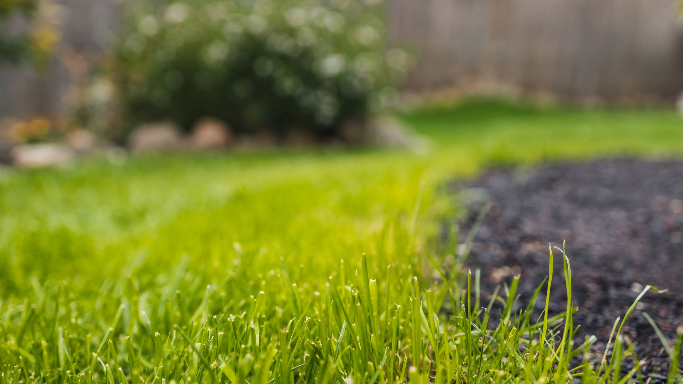 Close-up view of freshly cut green lawn grass meeting a patch of dark soil or mulch. - how to get rid of crabgrass 