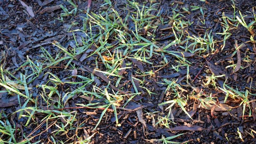 Crabgrass weeds spreading across a garden bed covered in dark mulch and fallen leaves. - crabgrass removal