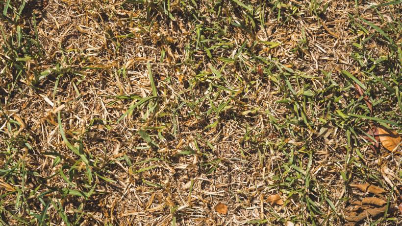 Top-down view of patchy lawn grass showing a mixture of green blades and dried, yellow grass thatch. - how to remove crabgrass