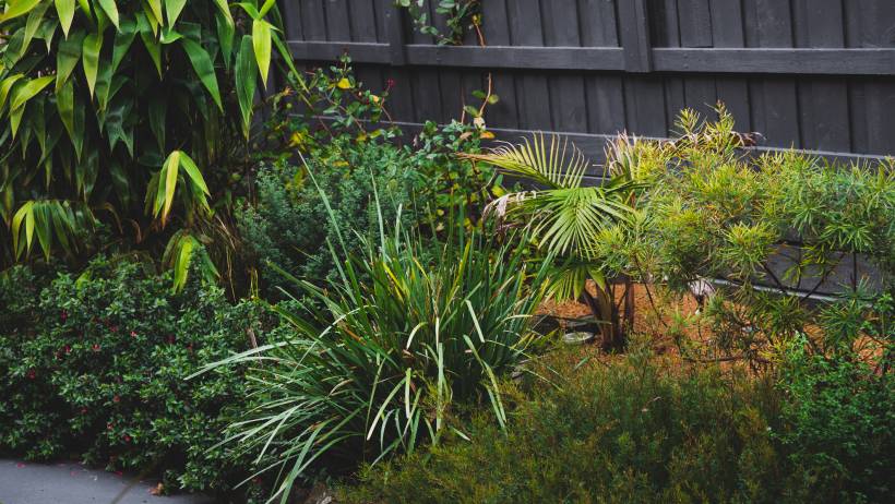 A layered tropical garden bed featuring palms, grasses, and dense shrubs against a dark wooden fence. - rainforest garden ideas