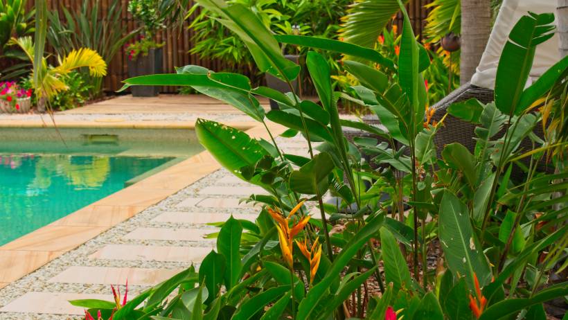 A swimming pool with a stone paver walkway surrounded by birds of paradise plants and tropical flowers. - how to create a rainforest garden