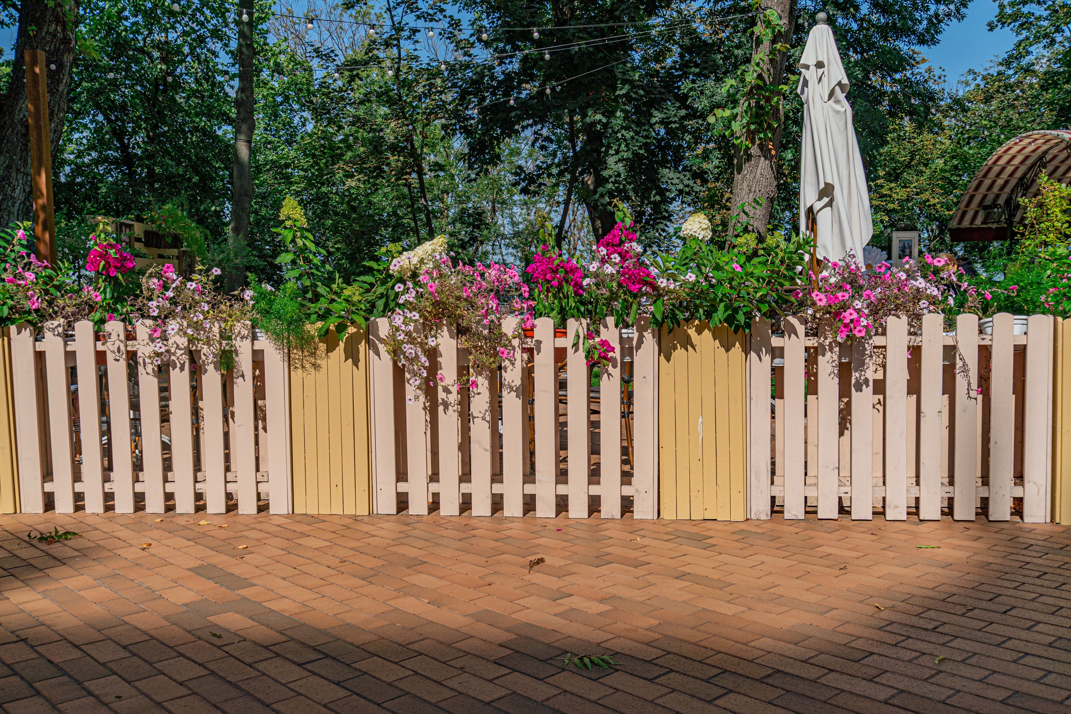 A two-tone wooden picket fence lined with bright pink flowers. - garden fencing ideas