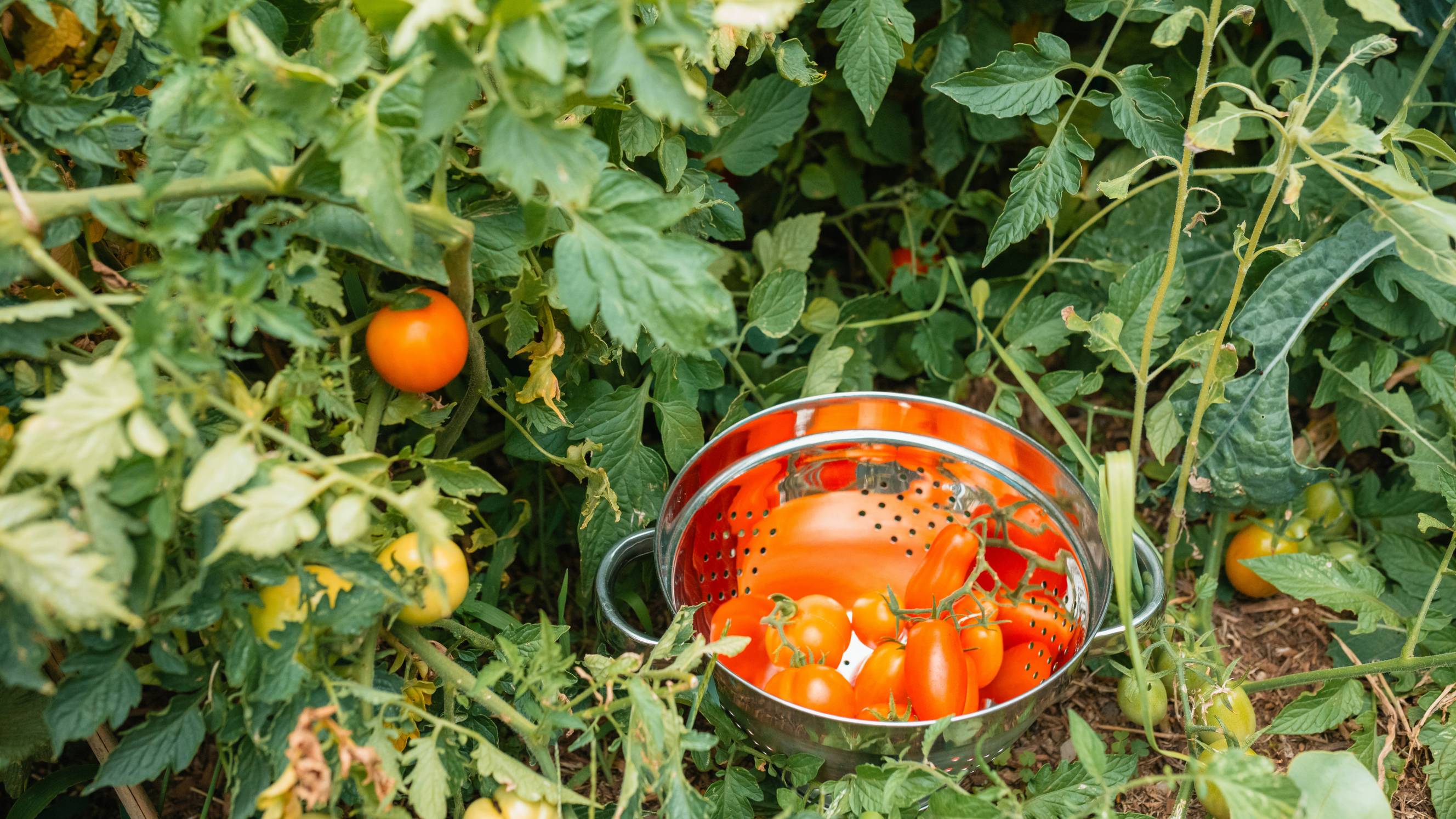 A metal colander containing harvested ripe tomatoes sits on the ground nestled inside a dense tomato patch.