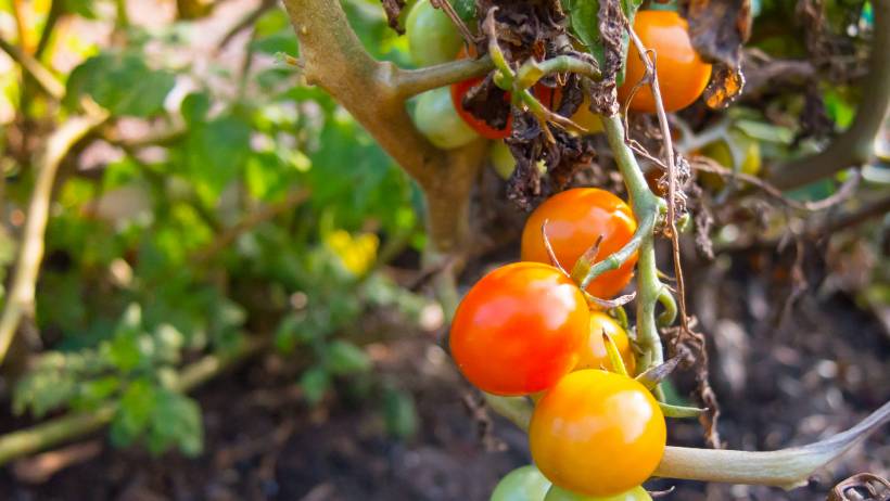 A cluster of small red cherry tomatoes and yellowing fruit ripening on a leafy backyard vine. - growing tomatoes in australia