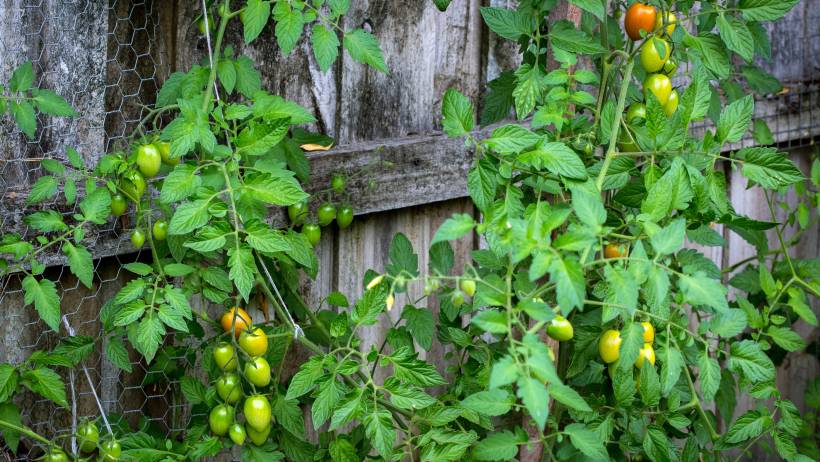 Green and ripening yellow tomatoes growing on leafy vines against a weathered wooden fence with chicken wire support. - tomato season in australia