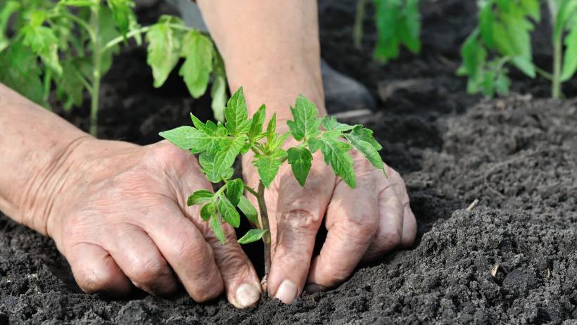 Close-up view of a young tomato seedling being securely set into the earth by a gardener. - growing tomatoes in australia
