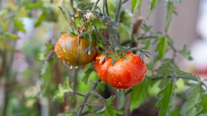 A red tomato and an orange-green tomato hanging on a plant branch with visible water drops. - tomato season in australia